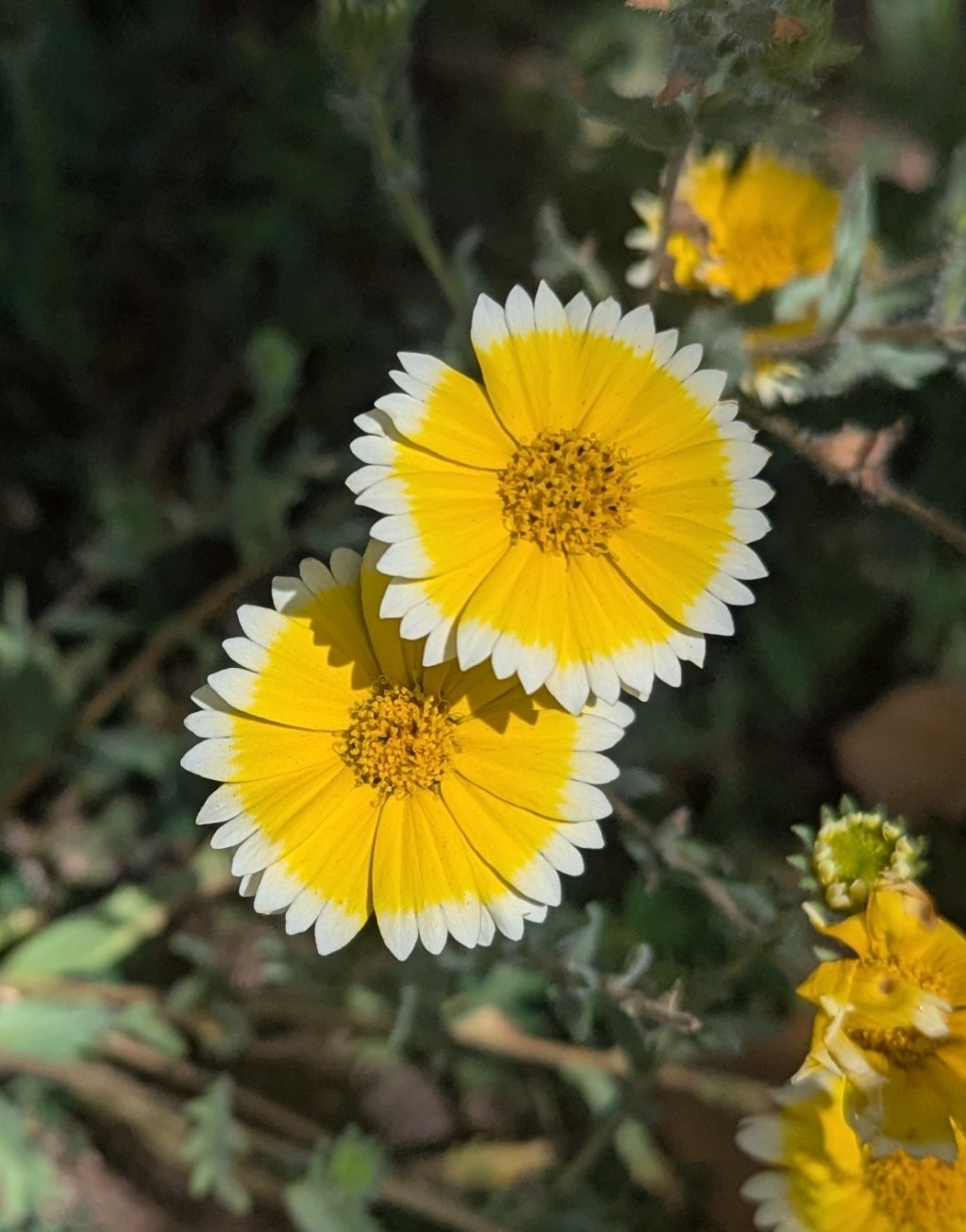 The All-Inclusive Heart