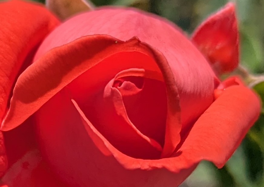 You Are Consciousness