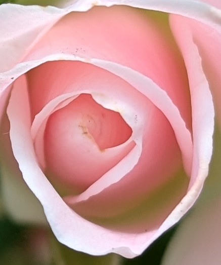 Manas, the Matrix of&nbsp;Mind