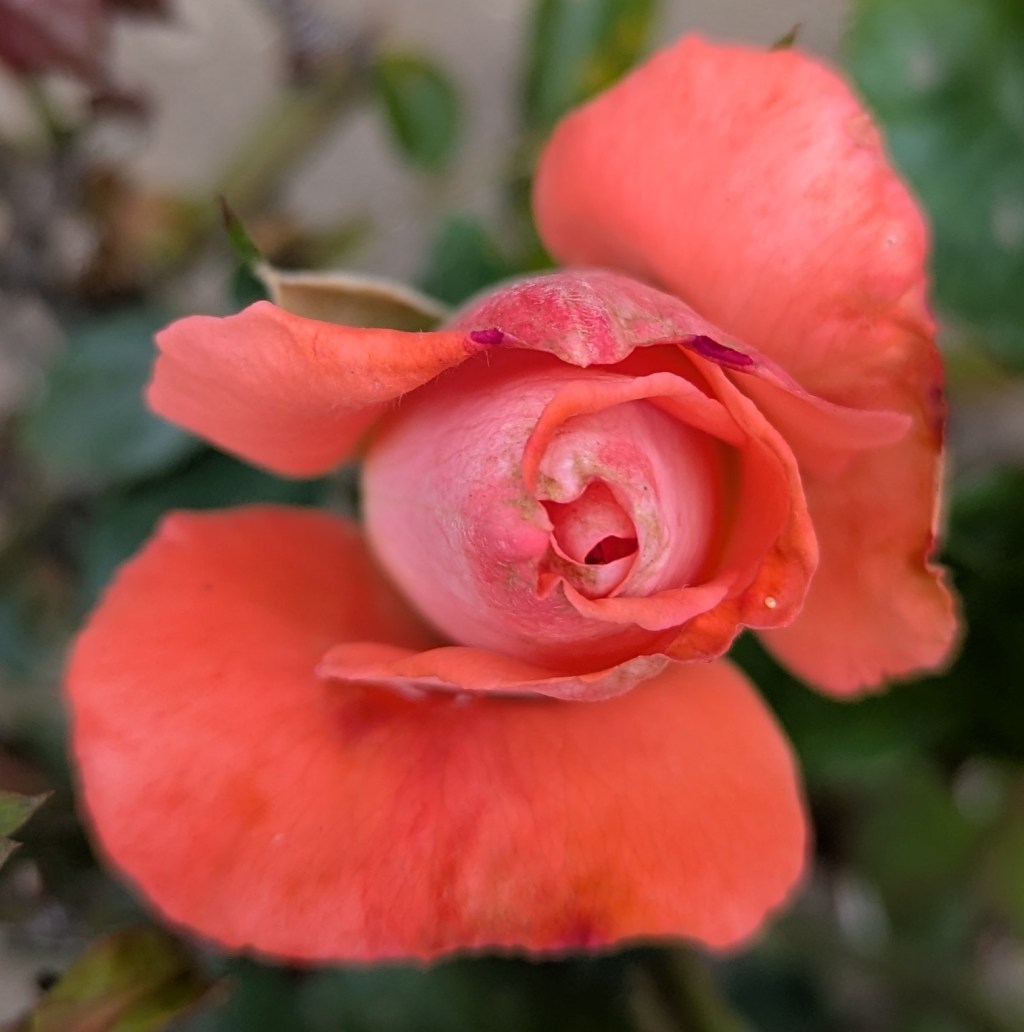 The Successive Joy of Self