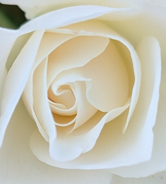 There Has Only Ever Been You Taking on the Appearance of Roles and Names.