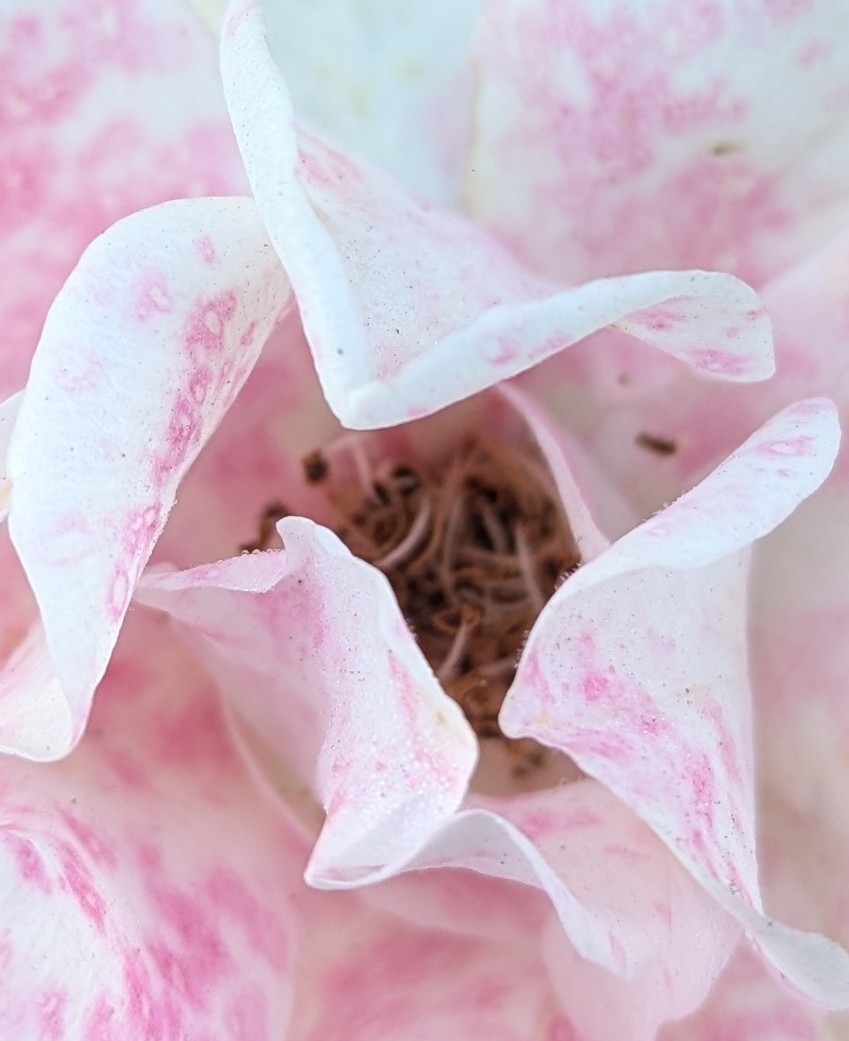 A Mother and Son, a Yogic Perspective