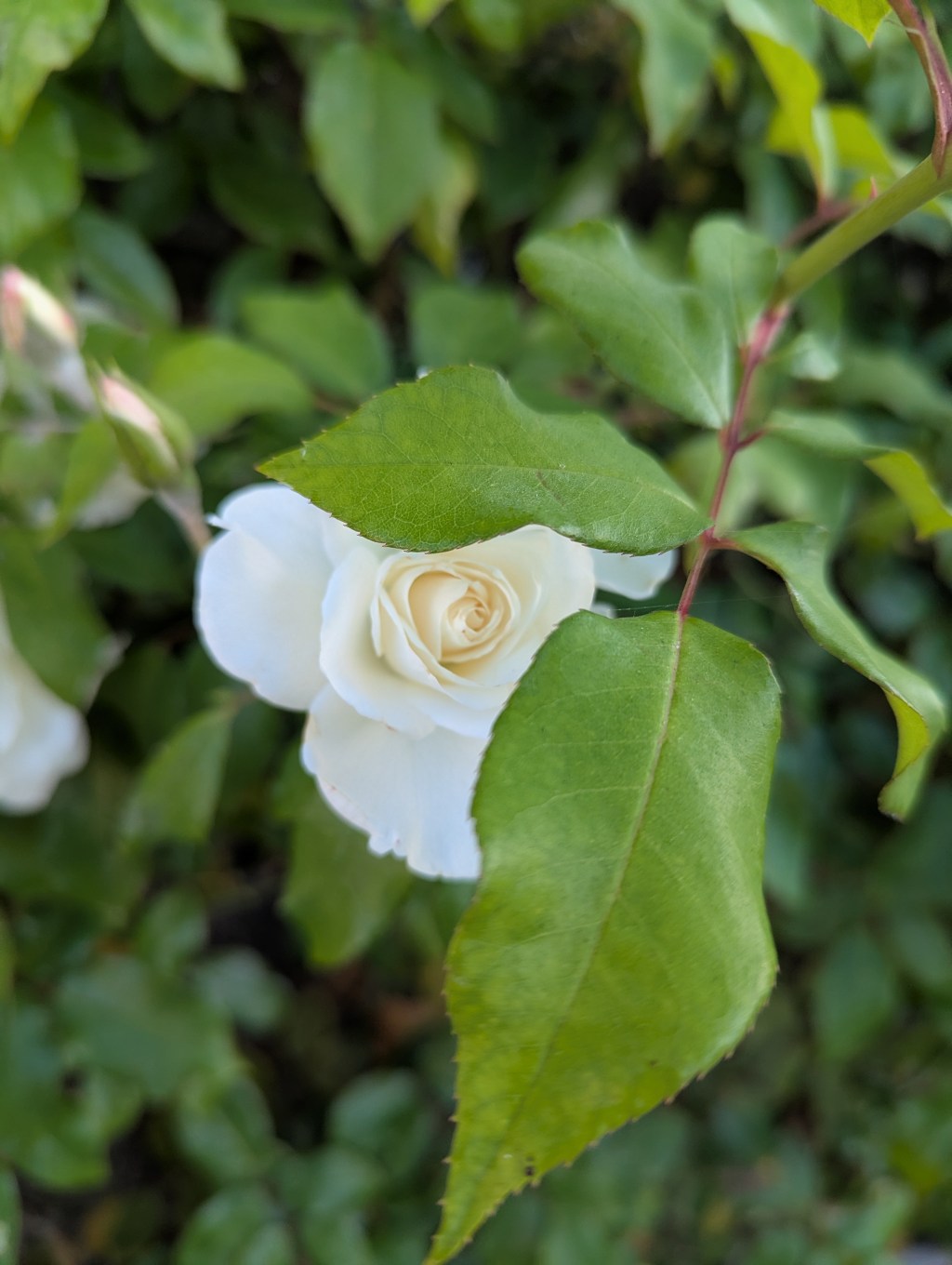 Absolute Self, Everywhere